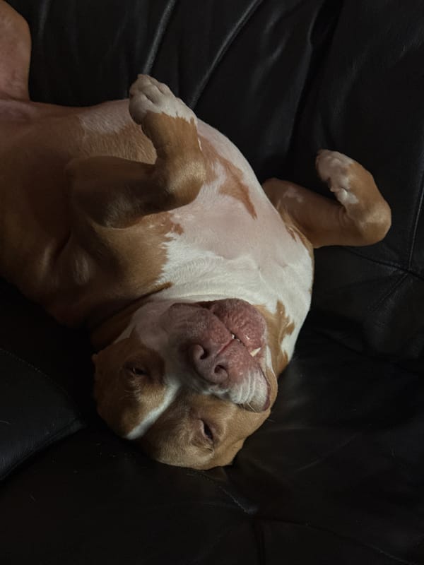 Dog relaxes on leather furniture in Khimki home
