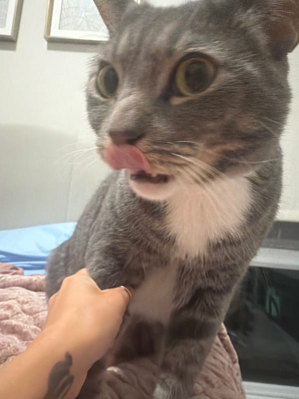 Late-night snapshots of a cat, toys, and home details in San Diego