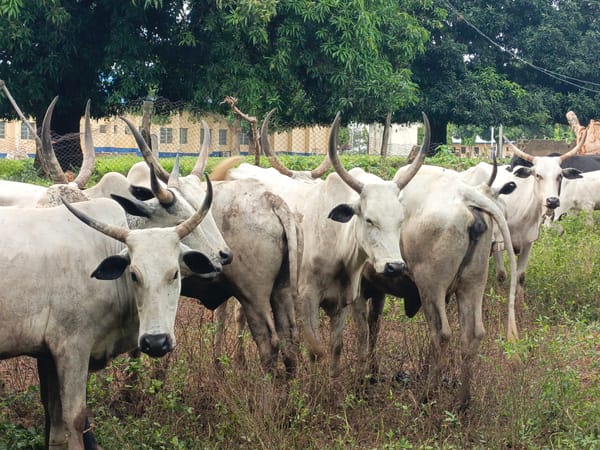 Horned cattle herd grazing near an institutional building