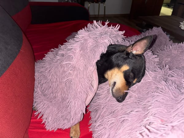 Pet owner documents miniature pinscher during home photo session