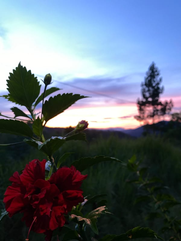 Red hibiscus photographed against colorful sky in Indonesia