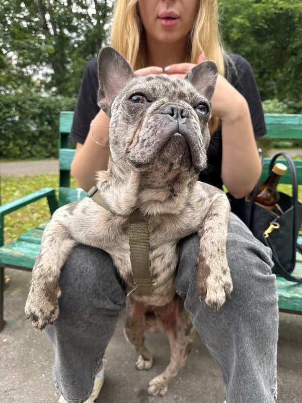 Merle French Bulldog with heterochromia on a Moscow park bench