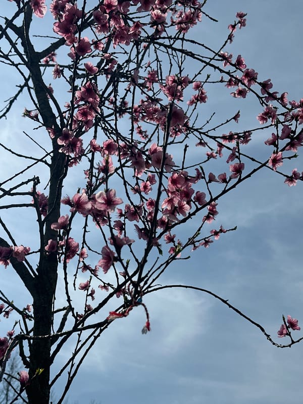 Spring afternoon leisure moments captured around Başakşehir lakeside park