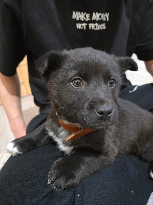 Black puppy photographed in quiet moments in Pchelnik