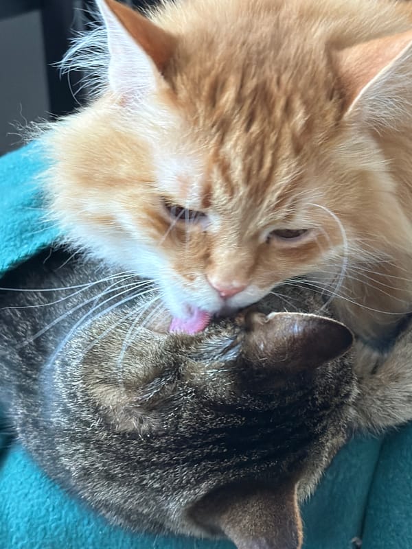 Cats grooming, dog walks captured in Belgrade neighborhood Tuesday