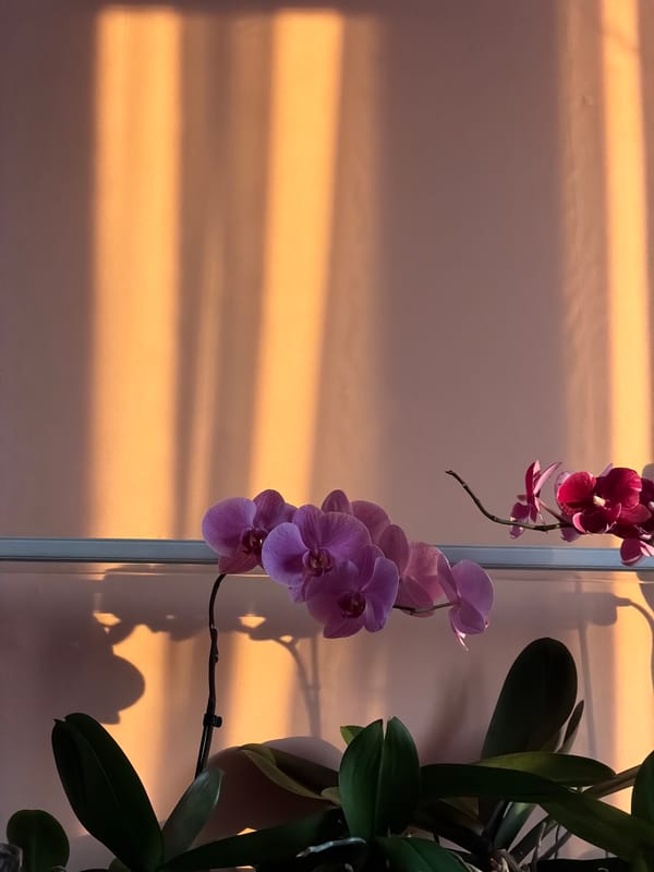 Quiet domestic moments with cats and flowers documented in Chaikovsky