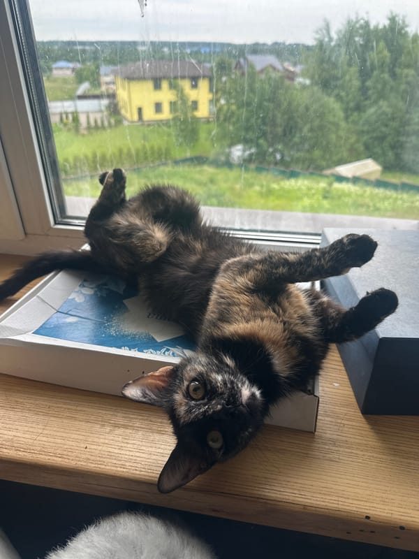 Two cats doing absolutely nothing, perfectly, in Virki