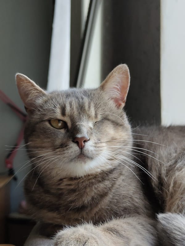 Tabby cat resting on cushions with pasta cooking nearby