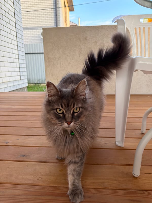 Woman takes selfies, cat roams deck in Rossiyskiy