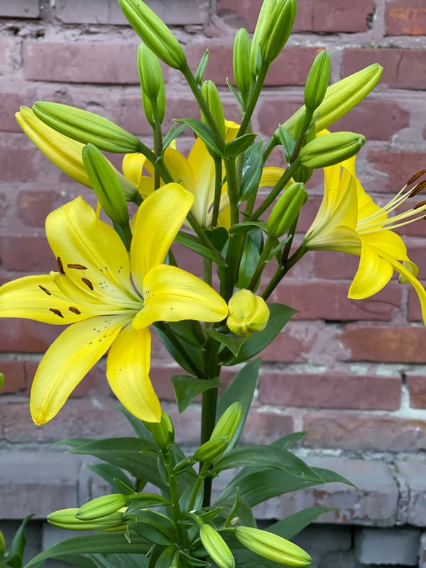 Garden walk: flowers, currants, firewood, and a clothesline