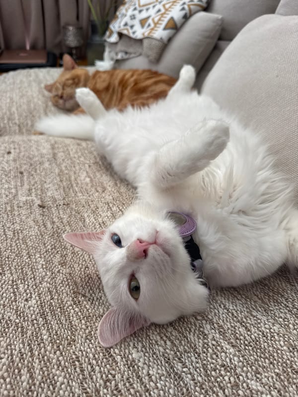 Cats rest peacefully on couch in Indonesian home