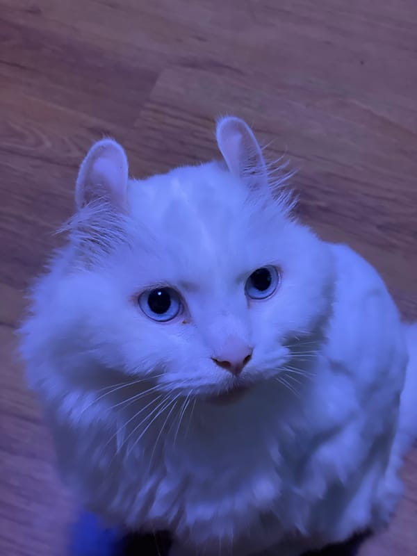 Fluffy white cat resting on a wooden floor in Aktau