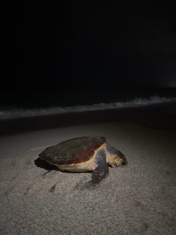Sea turtle spotted on Alanya beach at night