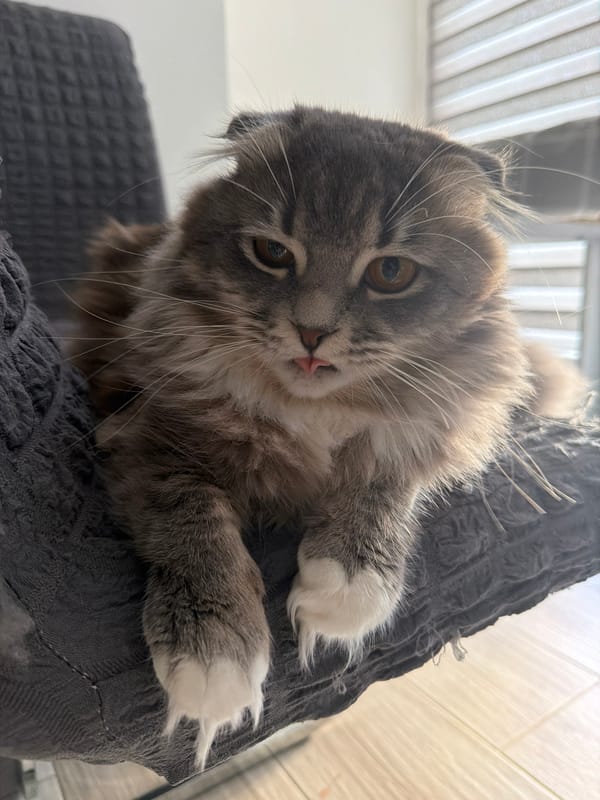 Scottish Fold cat at home in Vovchynets, every angle covered