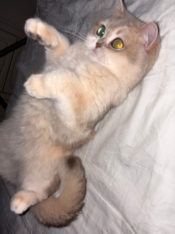 Cat with different colored eyes spotted resting in Chaikovsky