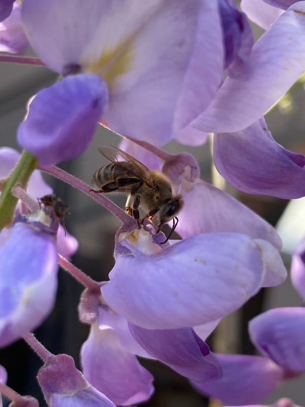 Spring morning botanical walk documented in Budva, Montenegro