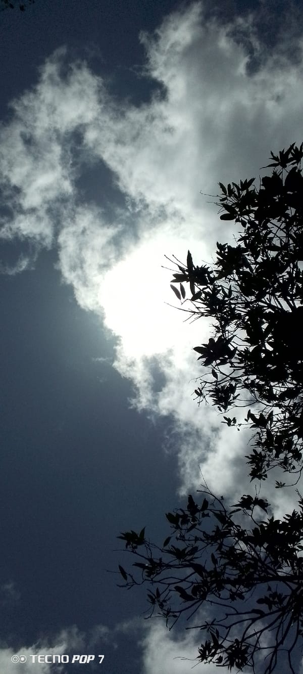 Observer documents sunlight through trees in Altagracia, Venezuela