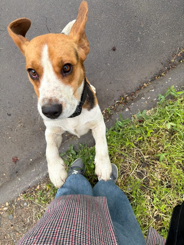 Beagle spotted on street in Yuzhny, Russia