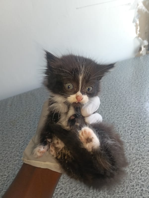 Person in gloves handles kittens in Nairobi morning scene