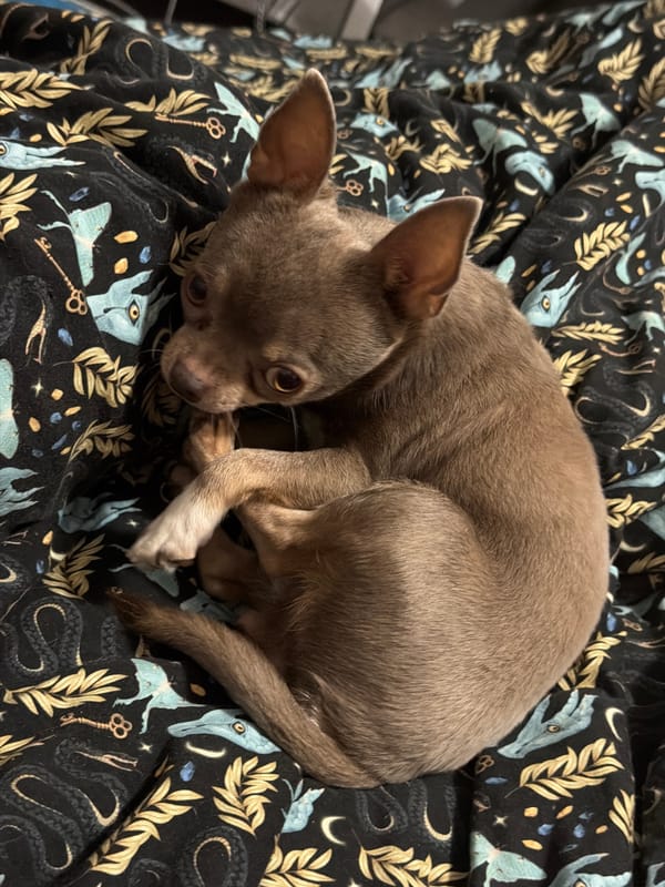 Chihuahua napping, elevator selfie captured in Saint Petersburg evening