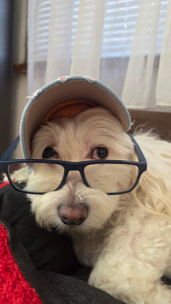 Fluffy white dog styled in caps and glasses, home photo session