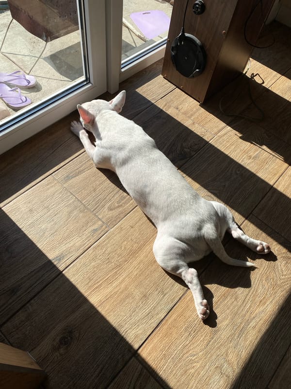 White dog lounging in a sunlit spot on wooden floor