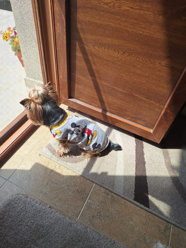 Yorkshire Terrier in Mickey Mouse shirt spotted in Montana, Bulgaria