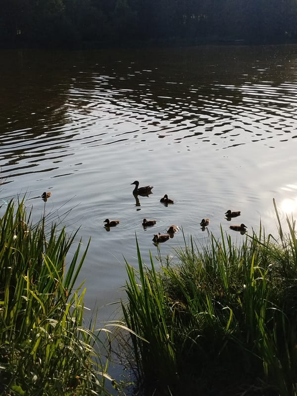 Lakeside afternoon: ducks, reeds, and a summer picnic in Belarus