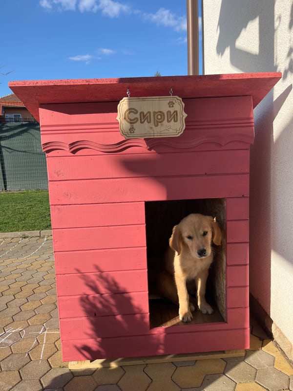 Golden retriever puppy spotted playing in Kostinbrod yard