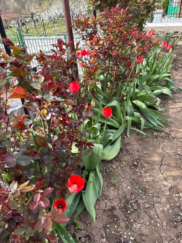 Spring garden blooms and vegetable growth documented in Lovech