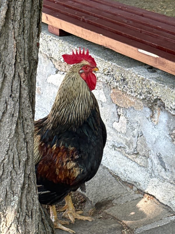 Rooster on a stone path, mountains and open sky beyond