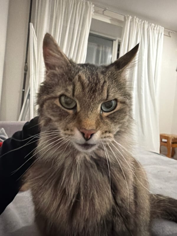 Tabby cat photographed being petted on bedding in Russia