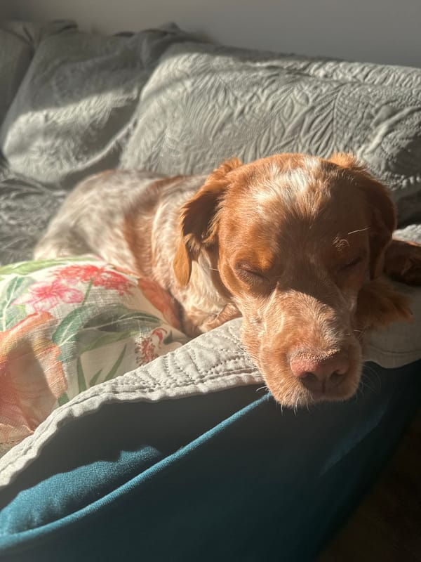 Sofia resident shares quiet morning moments with beloved spaniel