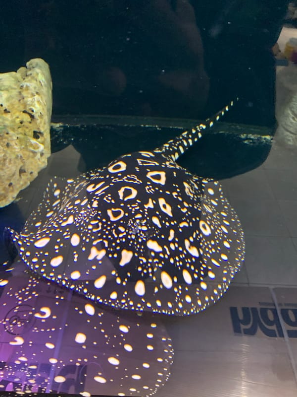 Sofia residents document pets, aquarium visit, takeout meal