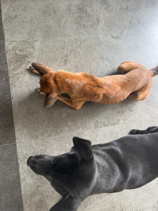 Dogs and a Ganesha statue at a North Kuta property