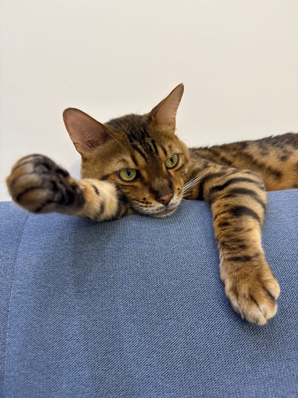 Bengal cat owns a blue sofa in Sochi
