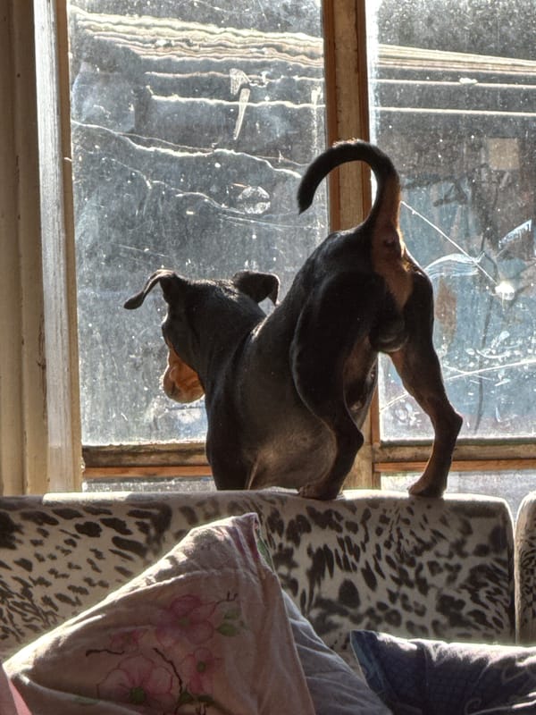 Dachshund rests by weathered window in Russian village