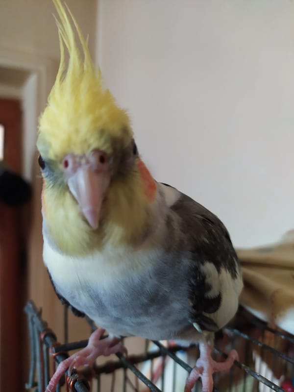 Cockatiels at home in Bilajari, Azerbaijan