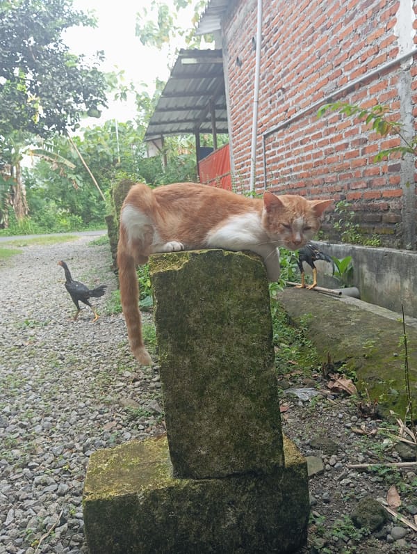 Morning domestic life documented in Baron, Indonesia households