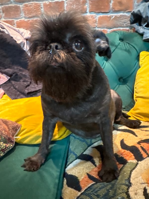 Scruffy dog chilling around a Moscow apartment