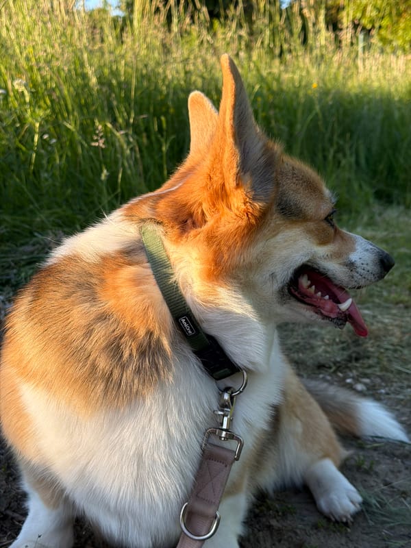 Woman and corgi enjoy afternoon photo session in Gangloff