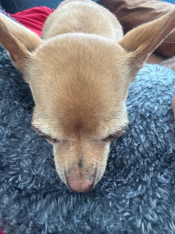 Chihuahua rests on lap in Mexico