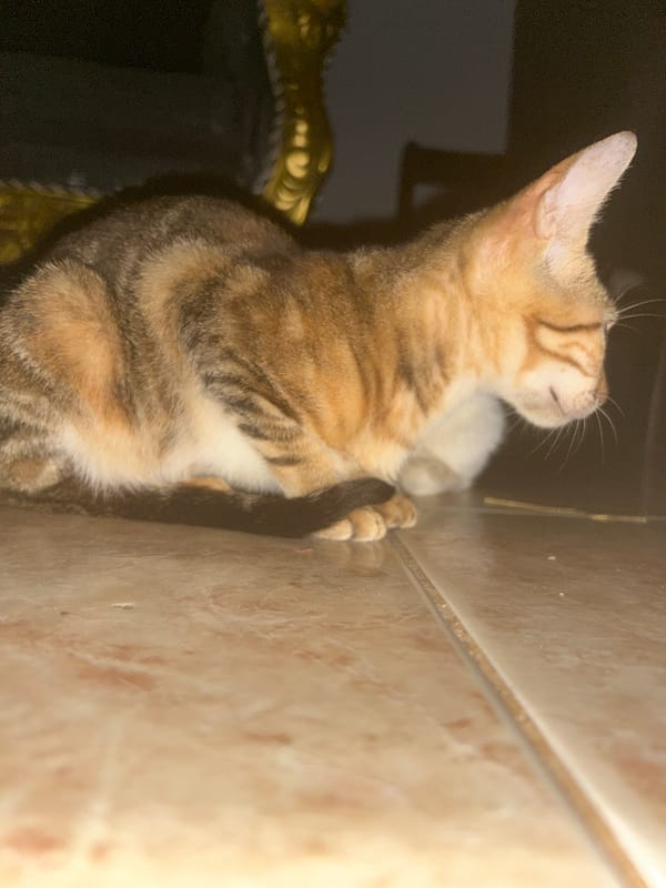 Two cats resting and lounging on a tiled floor in Lagos