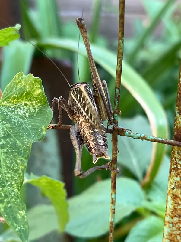 Cats, a dog, and an insect on a slow summer morning in Russia