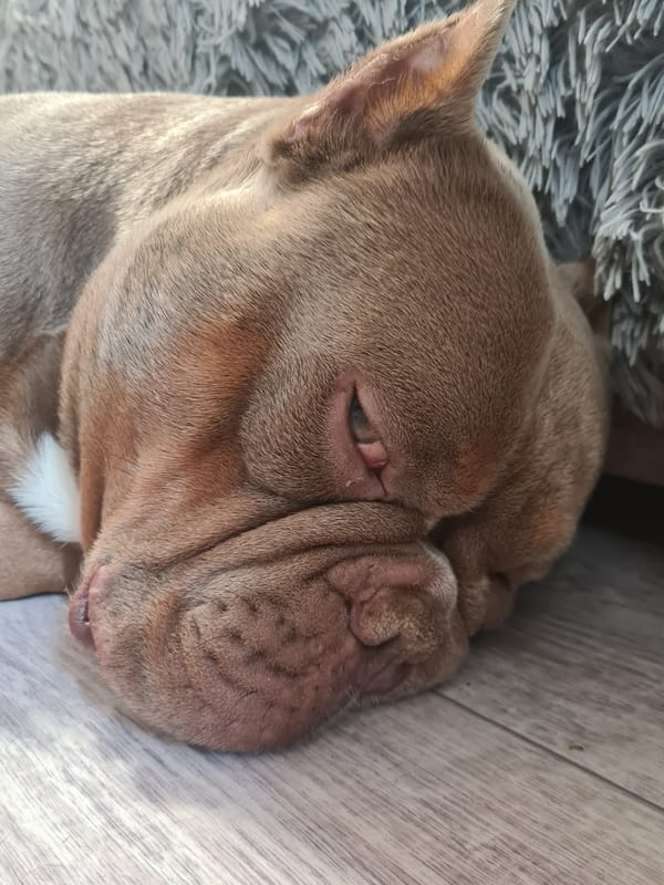 Pit bull-type dog fully relaxed on a gray fuzzy surface