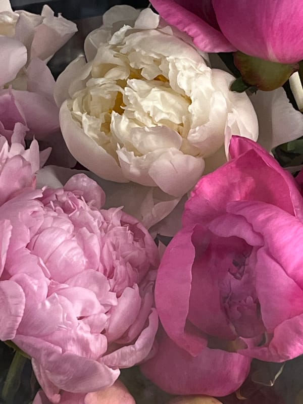 Flower market browse in Kraków, bouquets and blooms up close