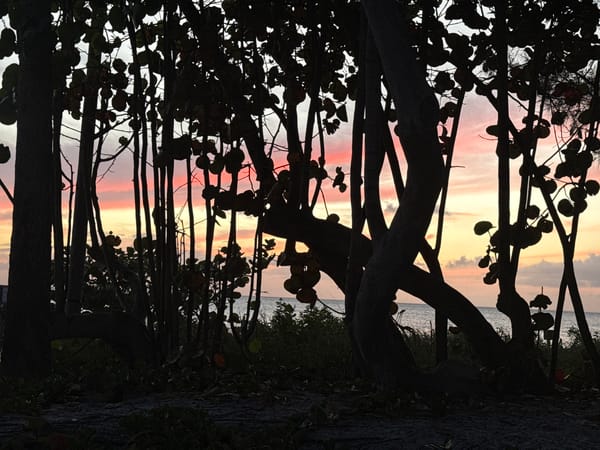 Coastal sunset observed through trees near Naples, Florida