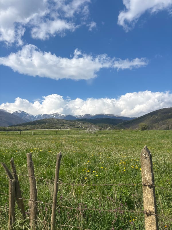Horse grazes in wildflower meadow near Kalofer, Bulgaria