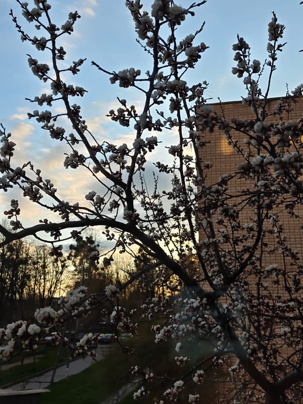 White blossoms bloom on trees in Vinnytsia, Ukraine