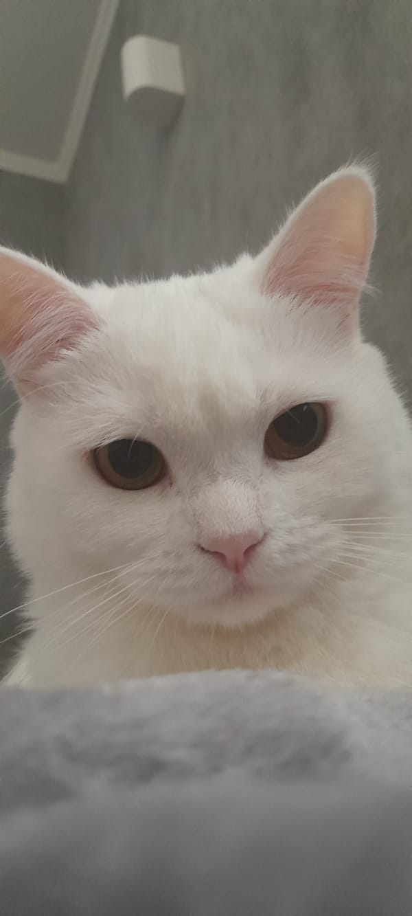 White cat's lazy morning in Uman, with a moth cameo